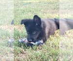 Small Photo #9 German Shepherd Dog Puppy For Sale in BURLESON, TX, USA