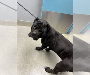 Mutt Dogs for adoption in Las Vegas, NV, USA