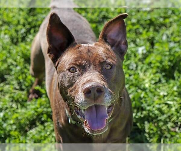 Medium Photo #2 Mutt Puppy For Sale in Ojai, CA, USA