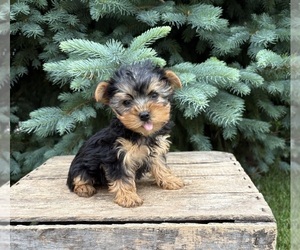 Yorkshire Terrier Puppy for sale in MIDDLEBURY, IN, USA