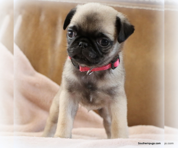 Medium Photo #21 Pug Puppy For Sale in WINNSBORO, TX, USA