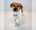 Small #5 Retriever  Mix