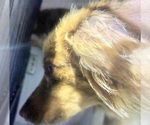 Border Collie-Unknown Mix Dogs for adoption in Houston, TX, USA