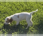 Image preview for Ad Listing. Nickname: Sage