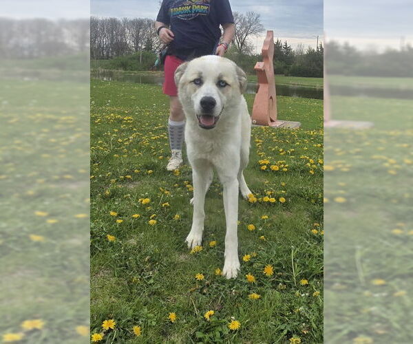Medium Photo #4 Great Pyrenees-Unknown Mix Puppy For Sale in Oskaloosa, IA, USA