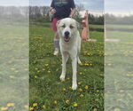 Small #3 Great Pyrenees Mix