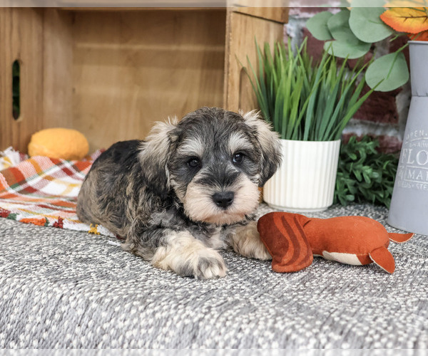 Medium Photo #4 Schnauzer (Miniature) Puppy For Sale in SYRACUSE, IN, USA