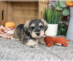 Small #3 Schnauzer (Miniature)