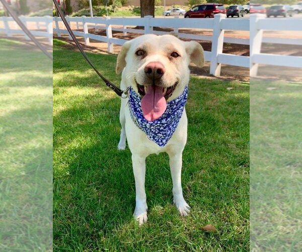 Medium Photo #10 Labrador Retriever-Unknown Mix Puppy For Sale in Dana Point, CA, USA