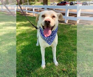 Maddy - Female Labrador Retriever-Unknown Mix Dog for Adoption - Photo #10