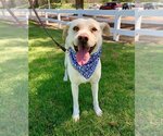 Small Photo #10 Labrador Retriever-Unknown Mix Puppy For Sale in Dana Point, CA, USA