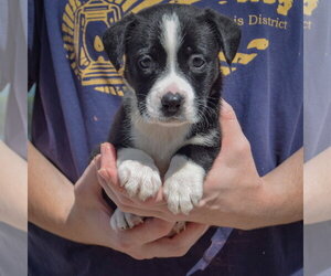 Guppy - Female American Bulldog-Unknown Mix Dog for Adoption - Photo #4