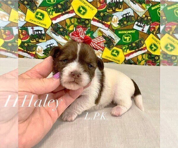 Medium Photo #3 Shih Tzu Puppy For Sale in WINNSBORO, LA, USA