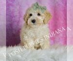 Puppy Gumdrop Maltipoo (Miniature)