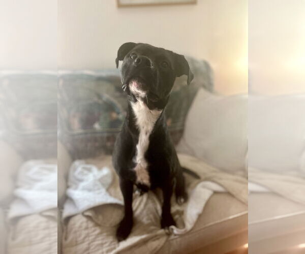 Medium Photo #1 American Staffordshire Terrier-Boxer Mix Puppy For Sale in Holly Springs, NC, USA