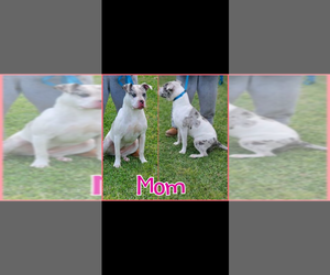 Mother of the American Bully puppies born on 09/01/2022