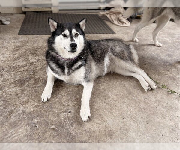 Medium Photo #2 Siberian Husky-Unknown Mix Puppy For Sale in Grand Prairie, TX, USA