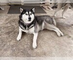 Small #1 Siberian Husky Mix