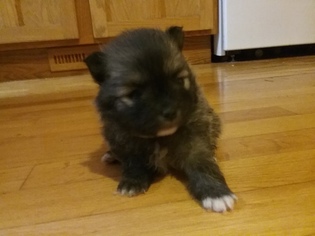 Pomeranian Puppy for sale in OXFORD, WI, USA