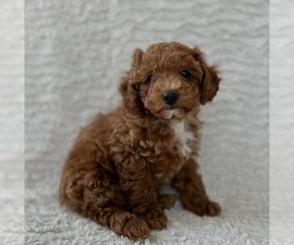Medium Photo #2 Maltipoo Puppy For Sale in HONEY BROOK, PA, USA