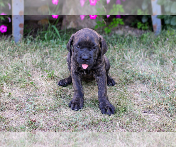 Medium Photo #7 Cane Corso Puppy For Sale in ETNA GREEN, IN, USA