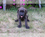 Small #2 Cane Corso