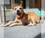 Small #17 Rat Terrier Mix