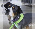 Small American Staffordshire Terrier Mix