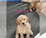 Small Photo #5 Goldendoodle Puppy For Sale in IDABEL, OK, USA