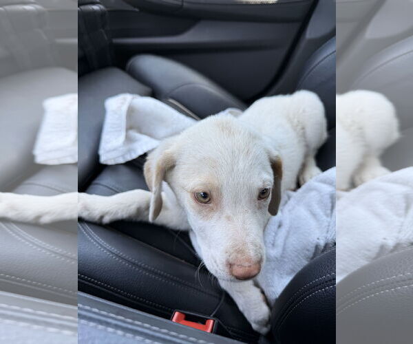 Medium Photo #1 Labrador Retriever-Unknown Mix Puppy For Sale in The Woodlands, TX, USA