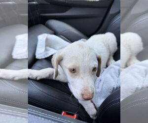 Labrador Retriever-Unknown Mix Dogs for adoption in The Woodlands, TX, USA