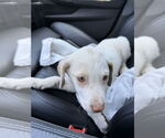 Small Labrador Retriever Mix