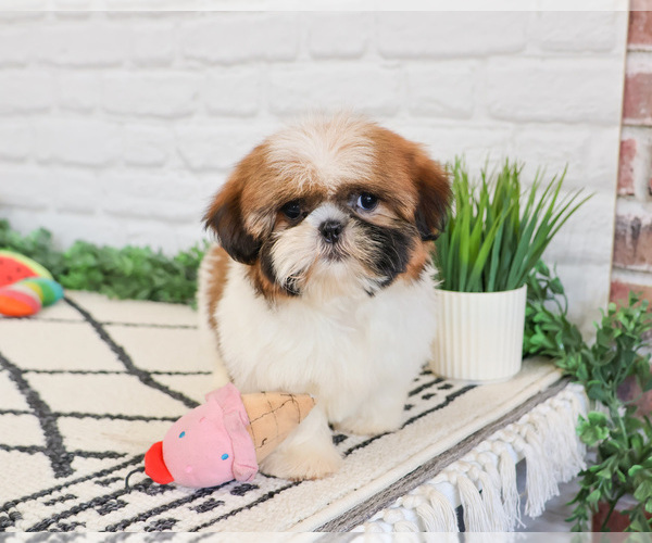 Medium Photo #1 Shih Tzu Puppy For Sale in SYRACUSE, IN, USA