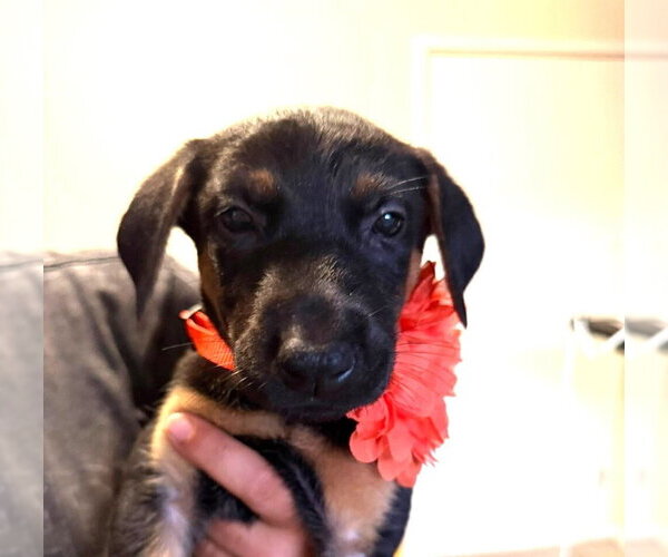 Medium Photo #1 Mutt Puppy For Sale in Imlay City, MI, USA
