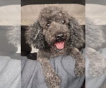 Small #2 Bichon Frise Mix