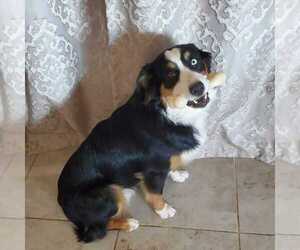 Father of the Australian Shepherd puppies born on 01/26/2026