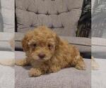 Small Photo #12 Goldendoodle (Miniature) Puppy For Sale in PEMBROKE PINES, FL, USA