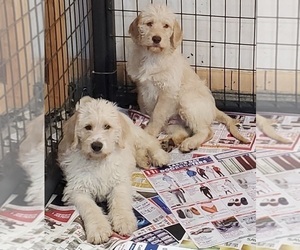 Labradoodle Puppy for sale in HARMONY, PA, USA