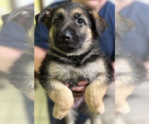 German Shepherd Dog Puppy for sale in BARTLESVILLE, OK, USA