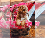 Small Photo #14 Goldendoodle mix (+ Poodle Miniature) Puppy For Sale in CARLISLE, PA, USA