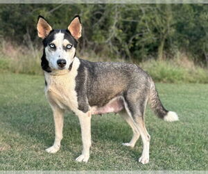 Huskies -Unknown Mix Dogs for adoption in PIPE CREEK, TX, USA