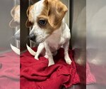 Small #8 Beagle-Chihuahua Mix
