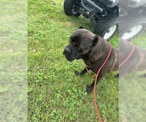 Mutt Dogs for adoption in Houston, TX, USA