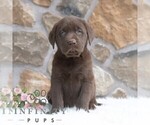 Small #3 Labrador Retriever