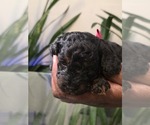 Small #7 Poodle (Toy)