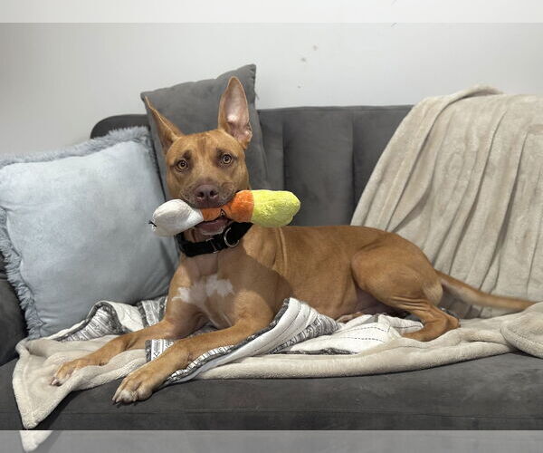 Medium Photo #18 Carolina Dog-Pharaoh Hound Mix Puppy For Sale in Rockaway, NJ, USA