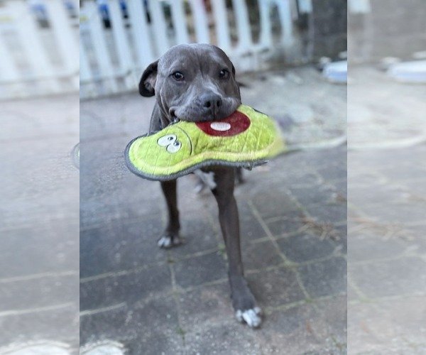 Medium Photo #1 American Pit Bull Terrier-Labrador Retriever Mix Puppy For Sale in Holly Springs, NC, USA