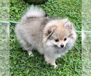 Pomeranian Puppy for sale in LISLE, IL, USA