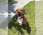 Small Boxer Mix