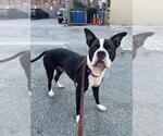Small Mutt